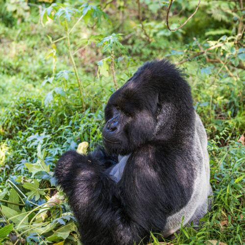 5 Days Uganda & Rwanda Gorilla Safari