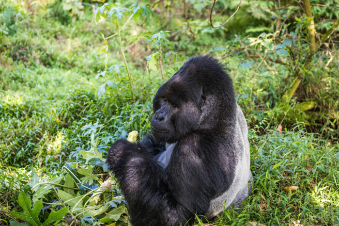 5 Days Uganda & Rwanda Gorilla Safari