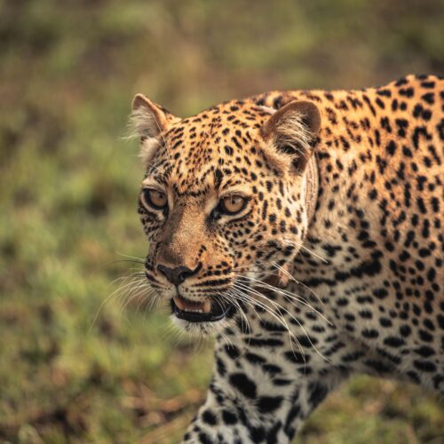 3 Days Queen Elizabeth Wildlife Safari Uganda Tour